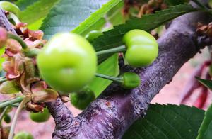 Like to eat cherry, care cherry of a mountainous a