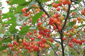 Cherry happening chafer need not fear, so preventi