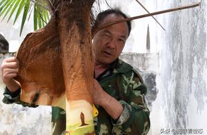 Plant in La of Ga of hill of more than 1000 farmer