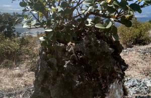 The Xun Zi that hold stone in the arms and other r