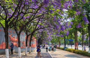 Kunming La Huaying blooms street into 