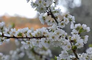 Goddess is unlawfullied posses! The unbeknown pear