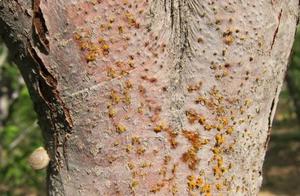 Zhuang Shufang is ill! The method of prevention an