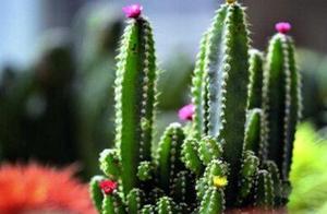 Plant accidentally a cacti, also can survive easil