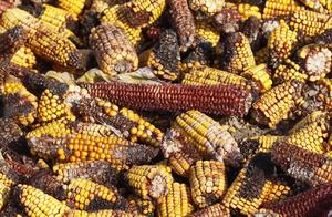 Mildewy commissariat is bought, are they used to w