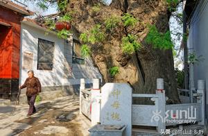 The pagoda tree of country of one individual plant with Shandong Zi the oldest rich already many yea