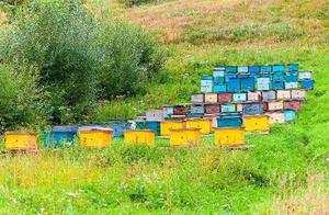 Queen bee of influence of ｜ of technology of apian 