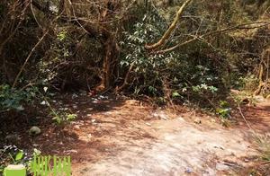 Everywhere of rubbish excrement and urine sees! To