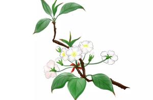 One tree pear spends one brook month, do not know to belong to He Ren tonight