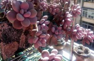 Learn this two trick, you also can be raised piece