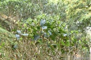 Gu Shucha is so of the holiday that be built