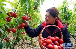 Pasture of Heibei Cao the wife of a prince: Charac