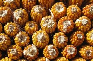 These corn breed did not let sell! List is announc