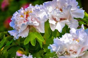 Beijing is round bright garden: Peony blossoms tourist admires the beauty of flowers