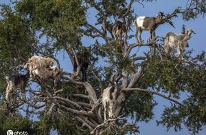 Moroccan have natural marvellous spectacle " Yang