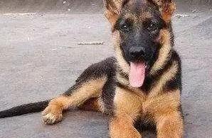 Boreal shedding woman drives electric car by run d