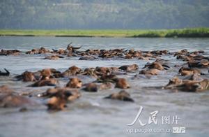 Sichuan bitter fleabane installs: "100 Niu Du riv