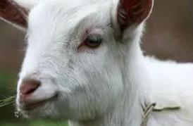 Raise ovine industry, after all does water have ma