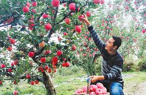 "Safe + futures " it is how to give an apple " 