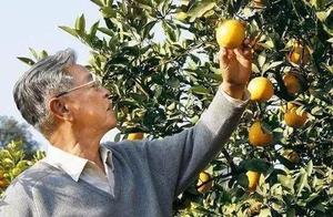 Zhu Shijian bequest will be broken up, inc. of industry of fruit of family name of Yunnan a surname