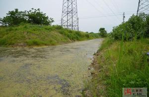 The sea gets the better of green duckweed of surfa