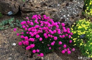 Sea China pink, good-looking good raise, a Xiaomia