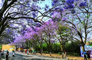 Purple La Huaying made the red way of a net of Kunming