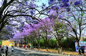 Purple La Huaying made the red way of a net of Kunming