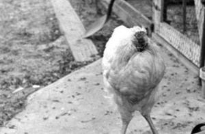 Gallinaceous bound " big star " Mack, be survive