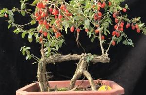 Need not miniascape spend money to buy? Field digs