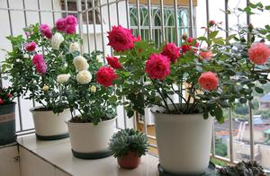 Raise Chinese rose, use correctly " phosphorous p