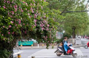 Zhengzhou is the most beautiful the market in trac