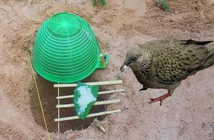 This trap is too simple also, groups of small outdoors decorates this fowling trap, gluttonous bird