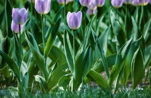 Tulip of Beijing Zhongshan park