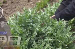 Privately plants opium poppy is punished by public