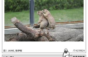 Disappointing figure spits groove greatly - 20190506