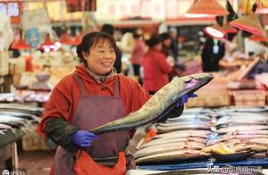 Cease fishing period citizen of 4 months Qingdao gathers together Spanish mackerel of last net seafo
