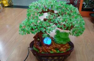 In the home get rich tree, yellow leaf sodden root 