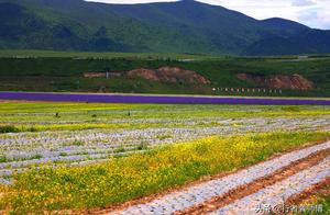 Dameichuanxi: Sichuan saves county of loose Pan of A dam city, the lavender of roadside