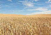 Wheaten price rises once more, wheaten concussion 