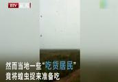 蝗虫给我的启示小学作文100字数