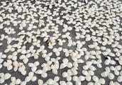 新会美食特产作文