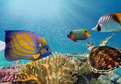What does underwater of reef of Australian big for