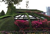 The 19th azalea exhibits Shenzhen lotus hill