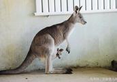 The Yo baby bag of the warmest local kangaroo mom 