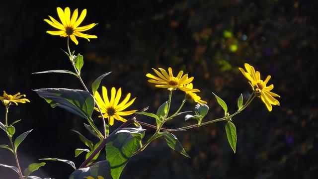 作文：如何评改最有效
