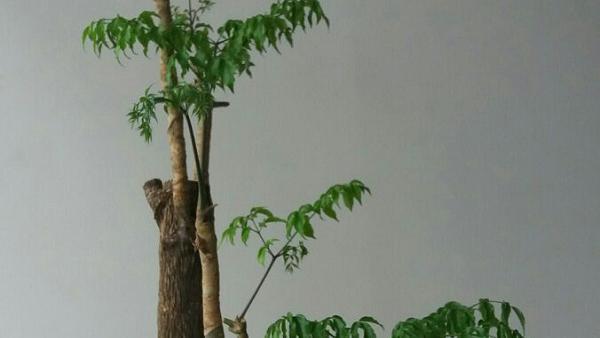 生命的启示为话题的作文100字