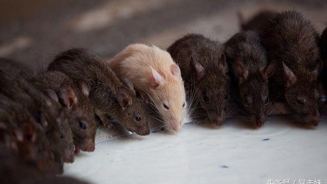 家里进老鼠是什么预兆 老鼠进家的风水说法
