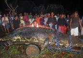 Philippine capture weight exceeds 1 ton of 6 rice gigantic alligator