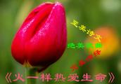 热爰生命作文(列举3个事例)